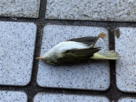 一直看到死掉的鳥 東京 白人 風俗